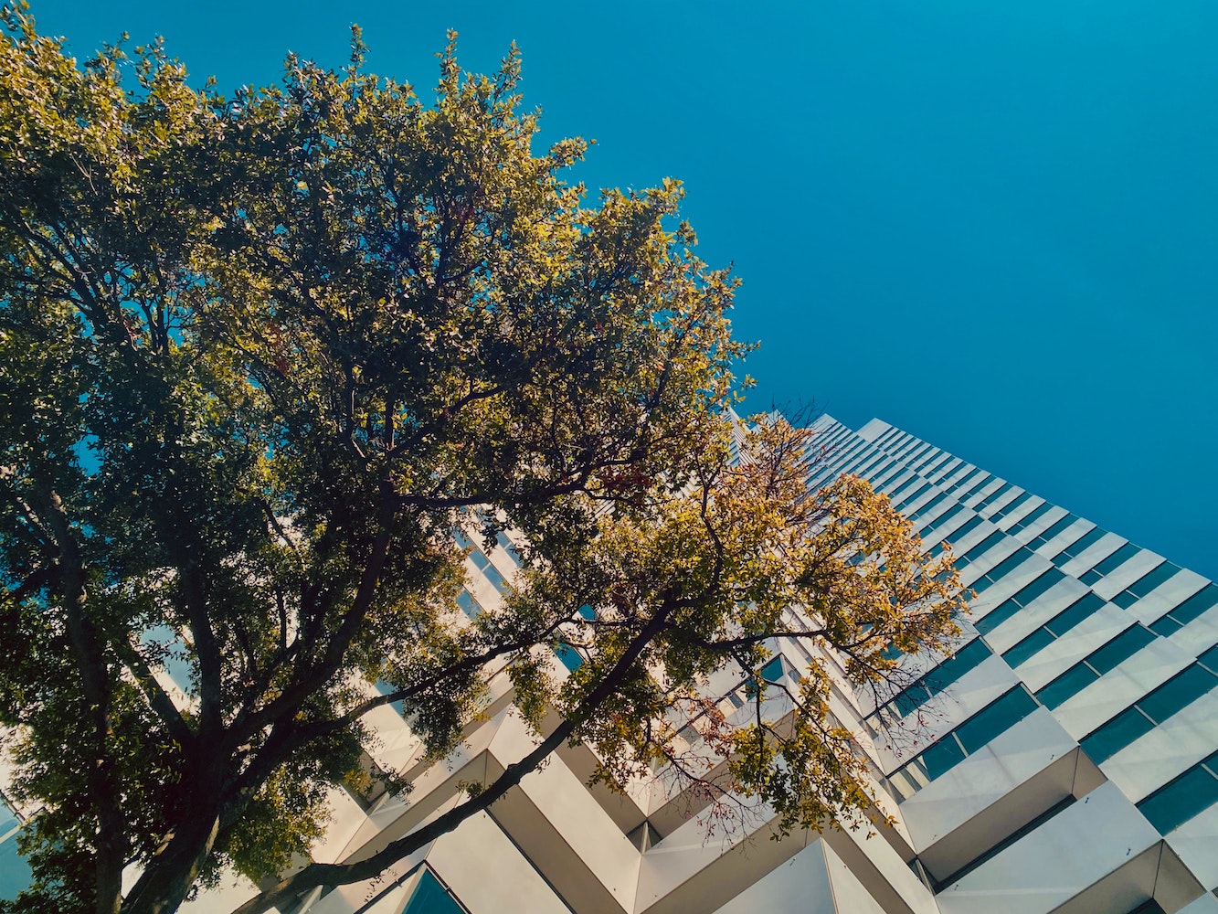 A tree in front of a modern building