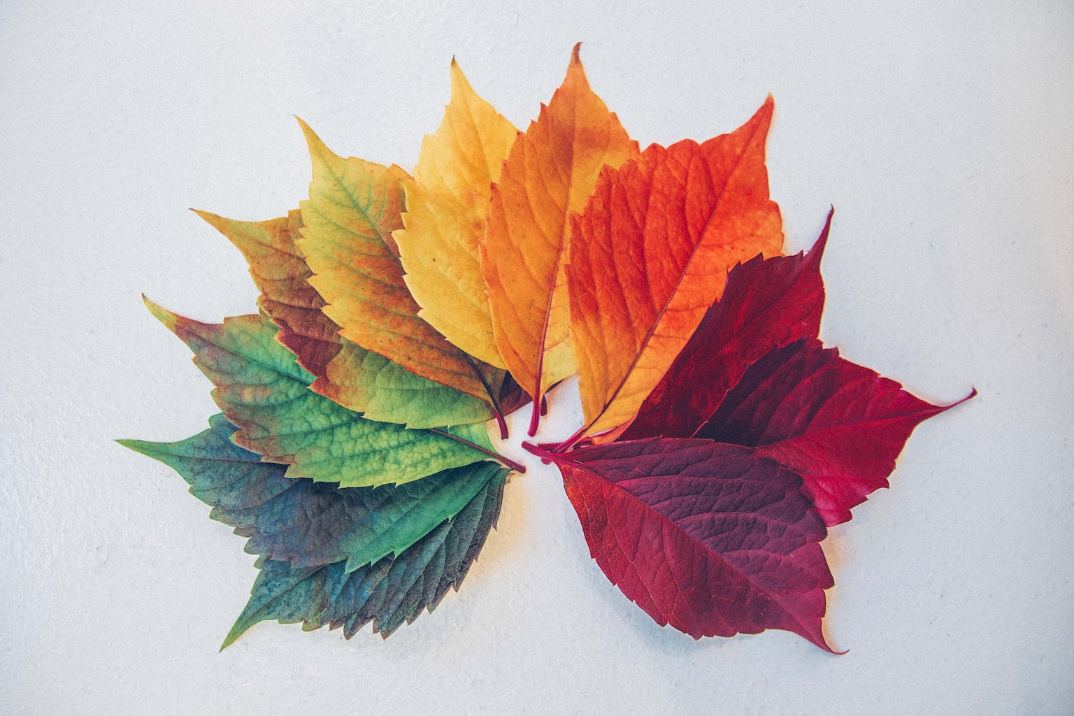Leaves in a rainbow of colours from red to green
