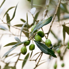 Branch of olive tree showing olives