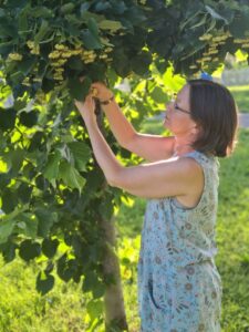 Karen picking a limeflower